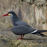 Inca Tern