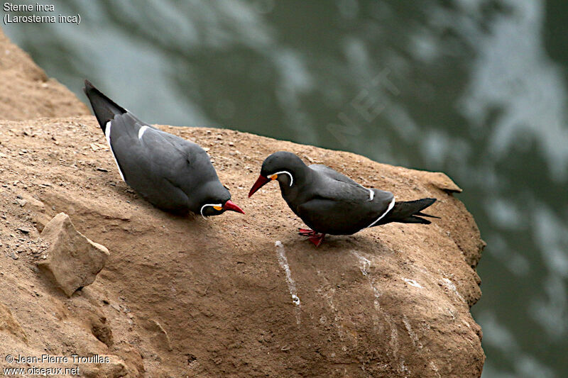 Inca Tern