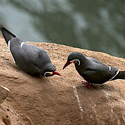 Inca Tern