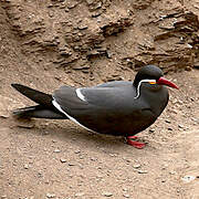 Inca Tern