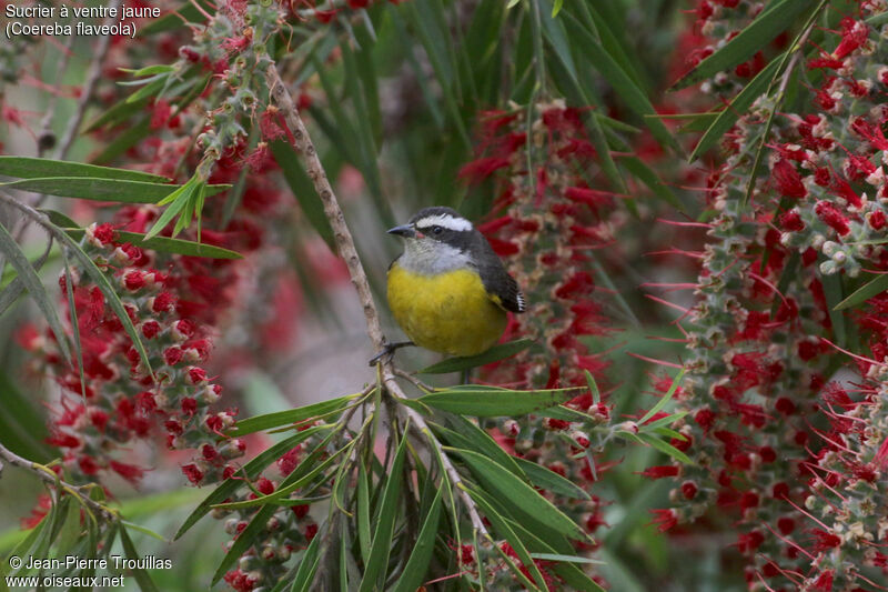 Bananaquit