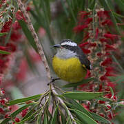 Bananaquit