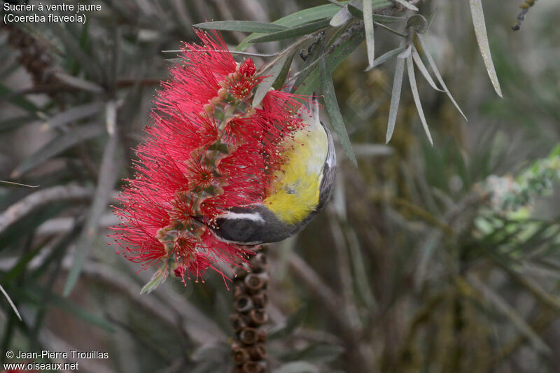 Bananaquit