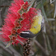 Bananaquit