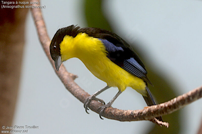 Tangara à nuque jaune