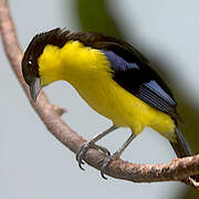 Blue-winged Mountain Tanager