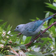 Blue-grey Tanager