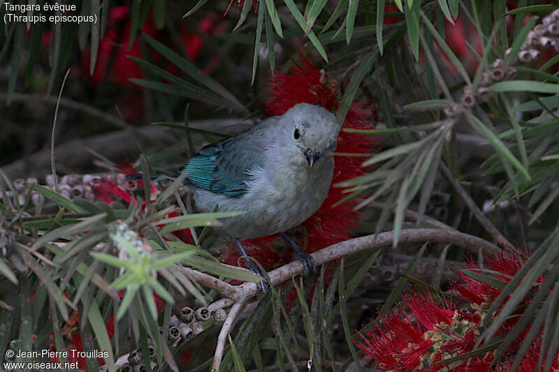 Blue-grey Tanager