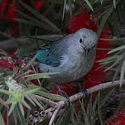 Blue-grey Tanager