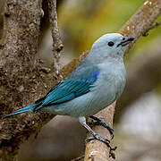 Blue-grey Tanager