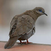 West Peruvian Dove