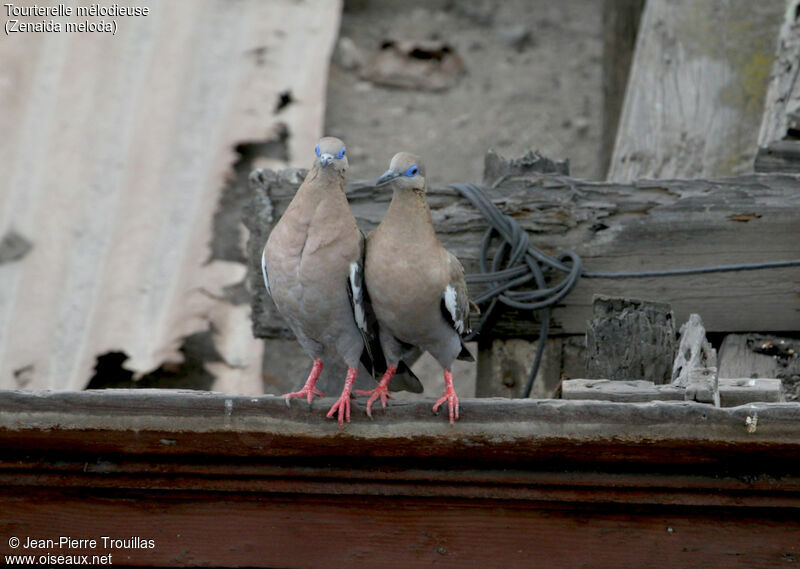 West Peruvian Dove