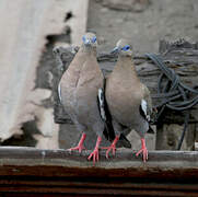 West Peruvian Dove