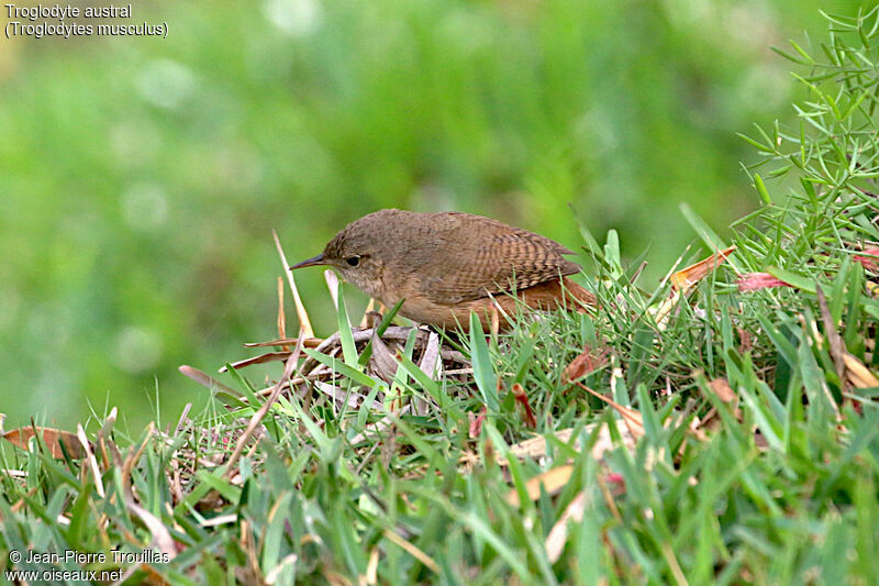 Troglodyte austral