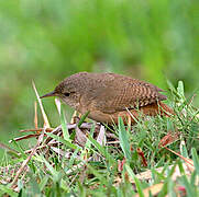 Southern House Wren