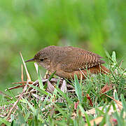 House Wren