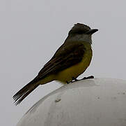 Tropical Kingbird