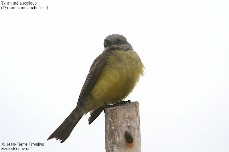 Tropical Kingbird