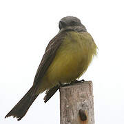 Tropical Kingbird