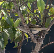 Southern Beardless Tyrannulet