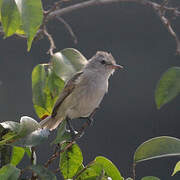 Southern Beardless Tyrannulet