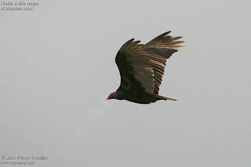 Turkey Vulture