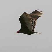 Turkey Vulture