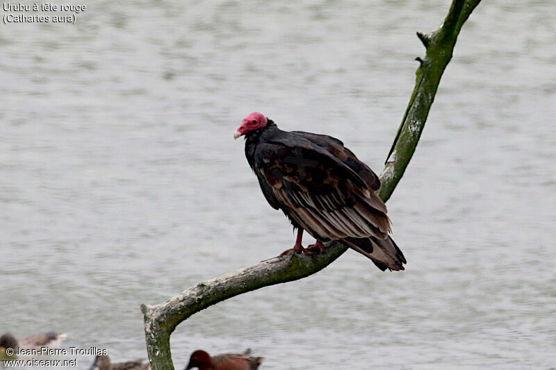 Turkey Vulture