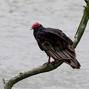 Turkey Vulture