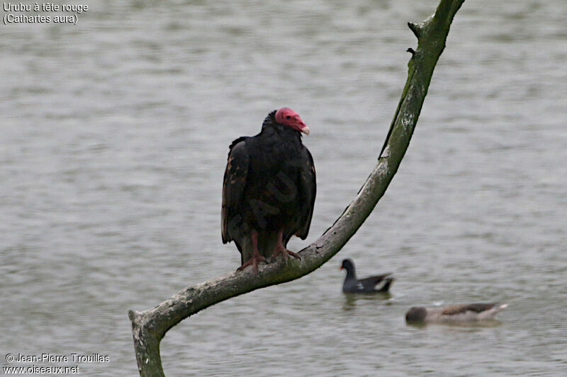 Urubu à tête rouge