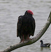 Turkey Vulture