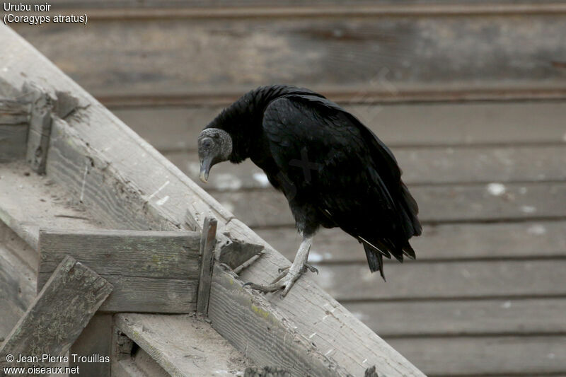 Black Vulture