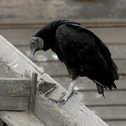 Black Vulture