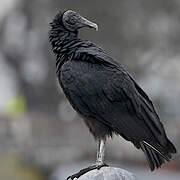 Black Vulture