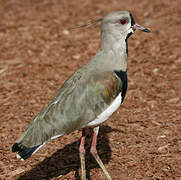 Southern Lapwing