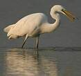 Grande Aigrette