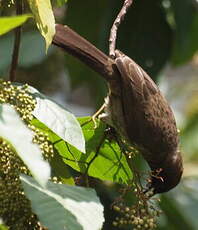 Bulbul tricolore