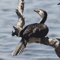 Cormoran Pie Microcarbo Melanoleucos