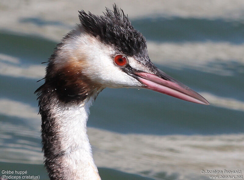 Great Crested Grebe