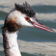 Great Crested Grebe