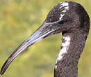 Ibis falcinelle