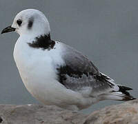 Black-legged Kittiwake