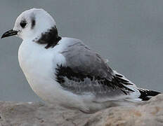 Black-legged Kittiwake