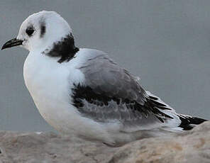 Mouette tridactyle