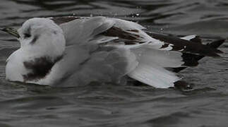 Mouette tridactyle