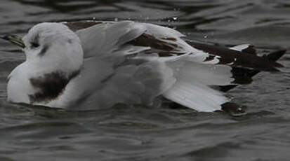 Mouette tridactyle