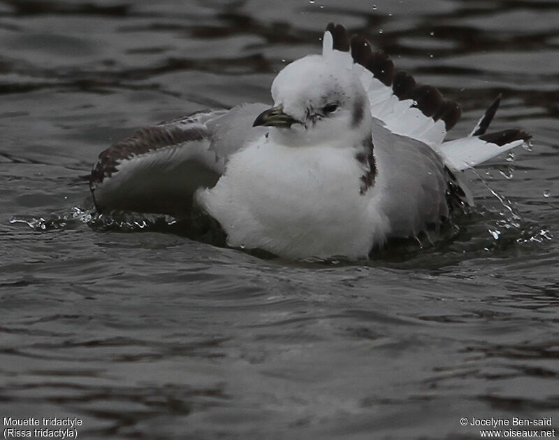 Mouette tridactyle2ème année