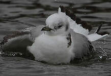 Mouette tridactyle