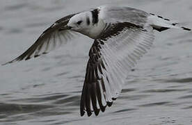 Mouette tridactyle