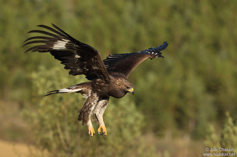 Golden Eagleimmature, identification